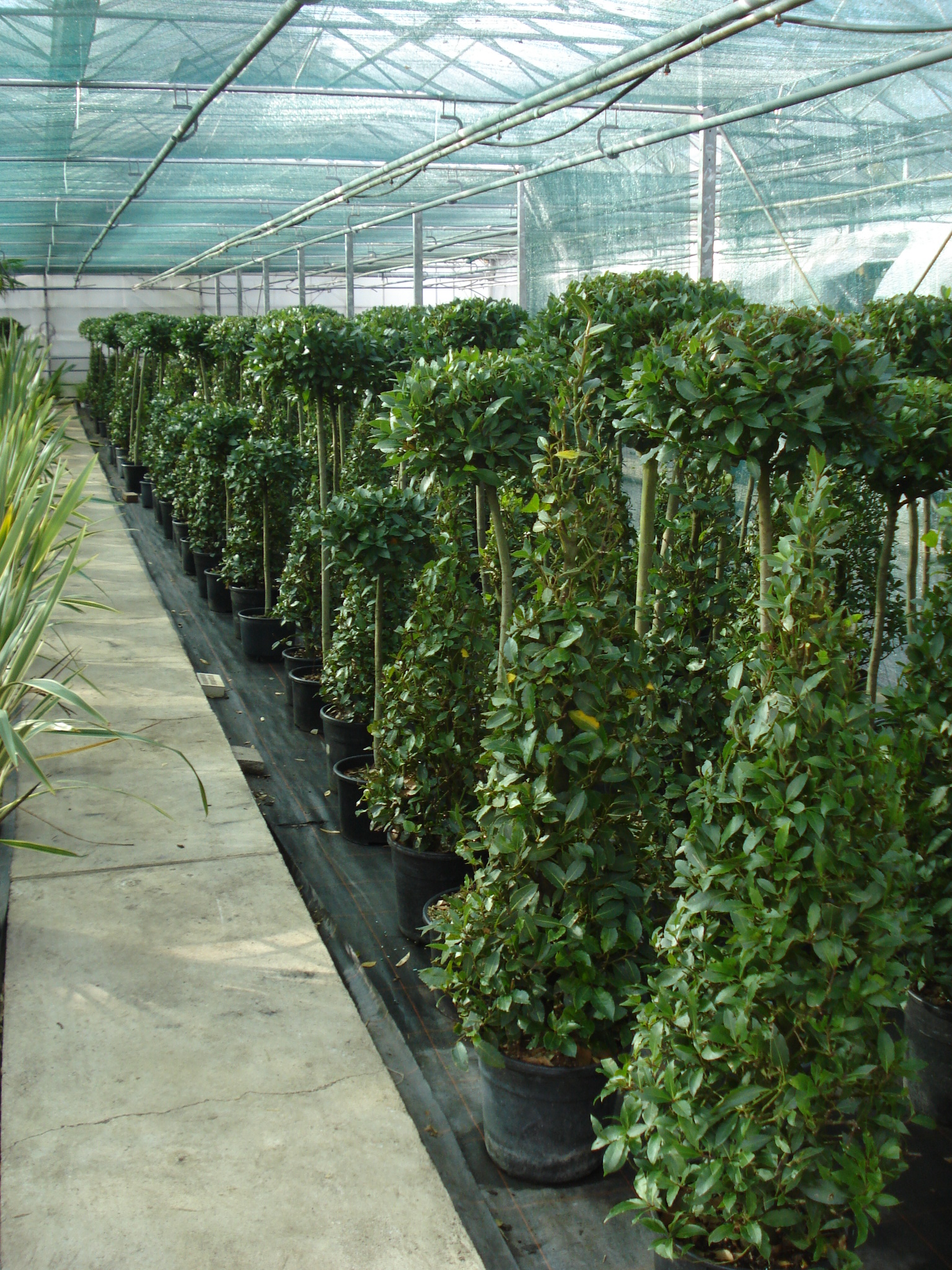 Pflanzen für Events im Gewächshaus von Systemgrün