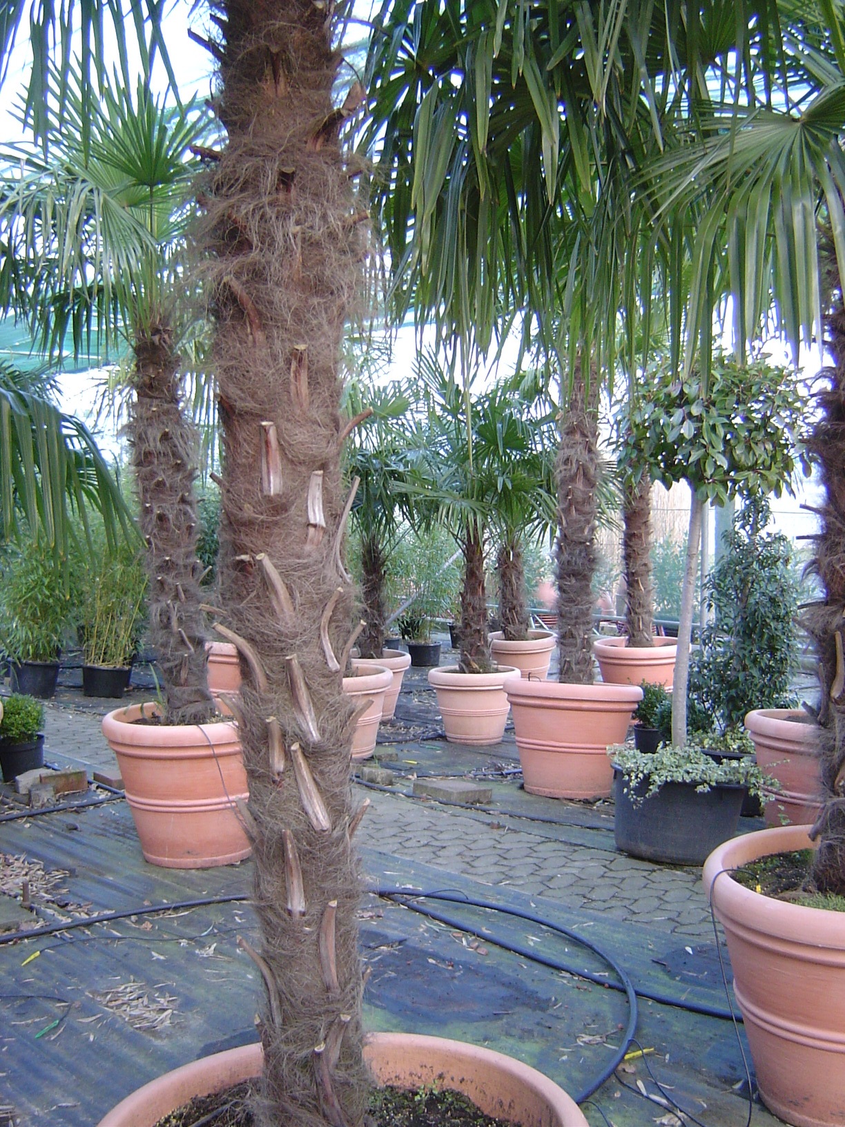 Palmen für Events im Betrieb von Systemgrün