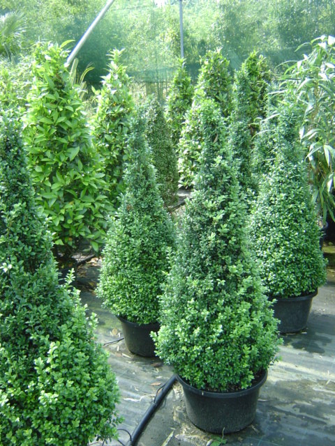 Eventbegrünungs-Pflanzen im Betrieb von Systemgrün