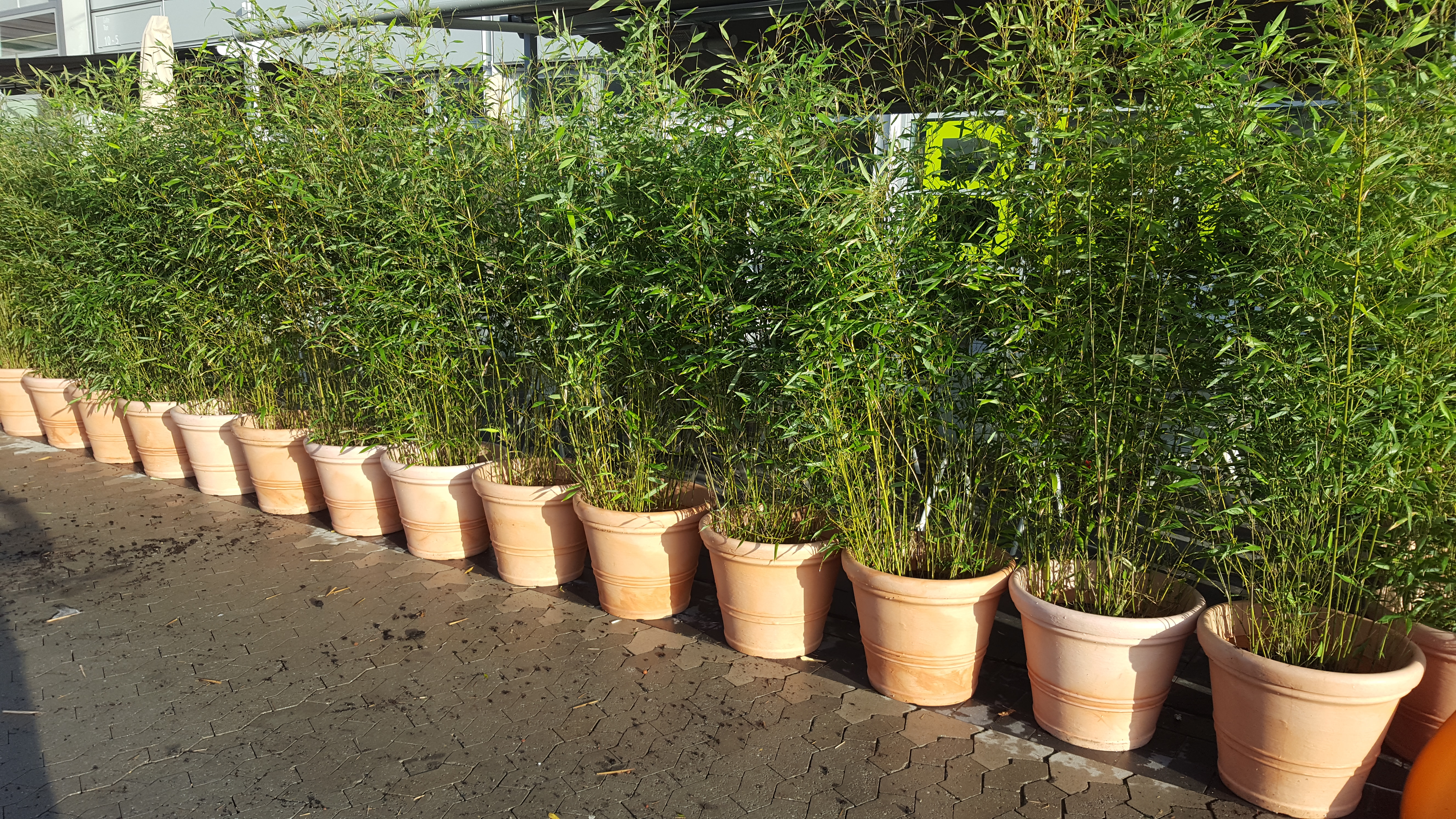 Bambus zur Miete für Event in Köln