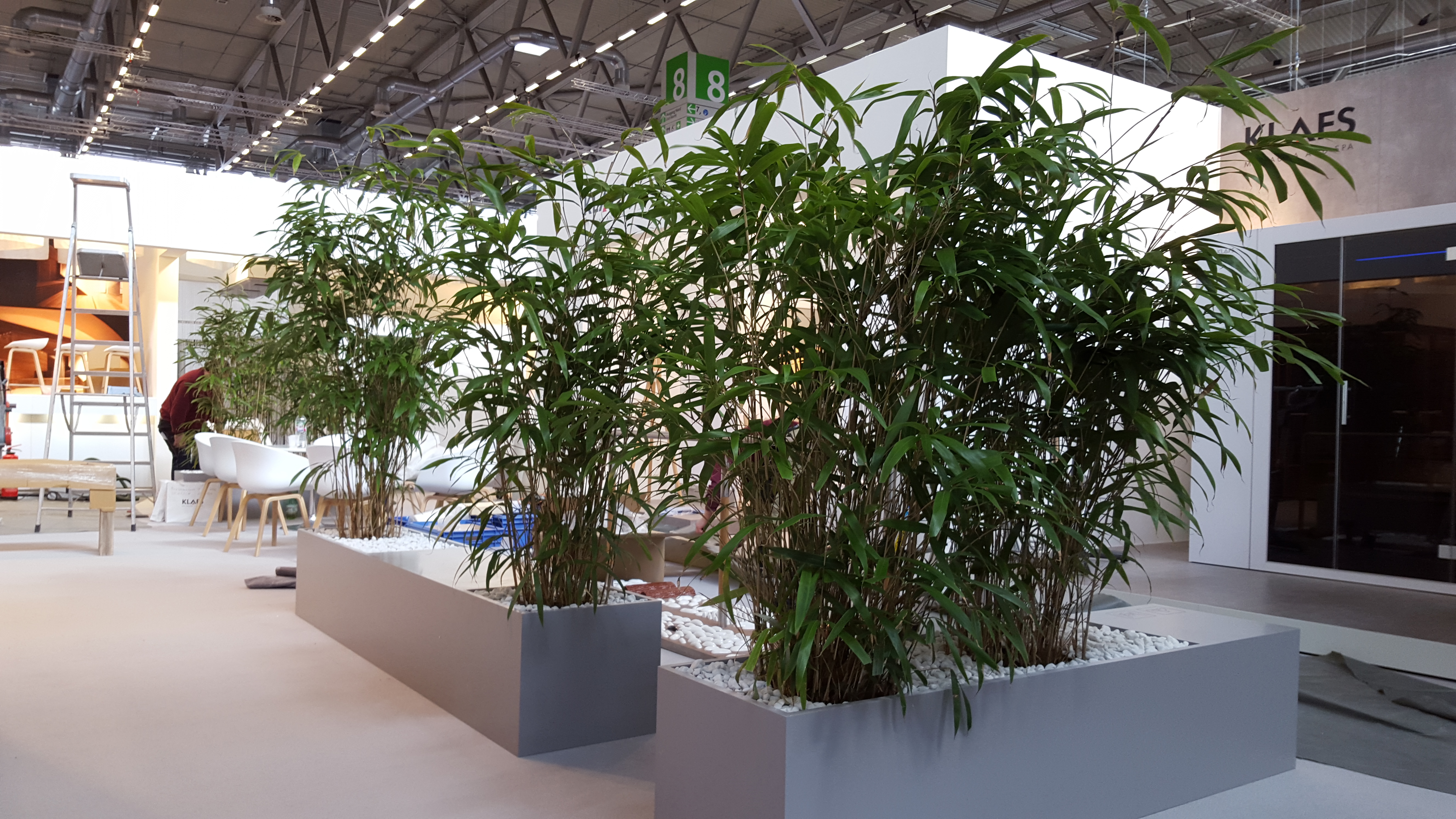Bambus Köln Eventbegrünung