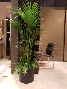 Palmen für Event, NRW