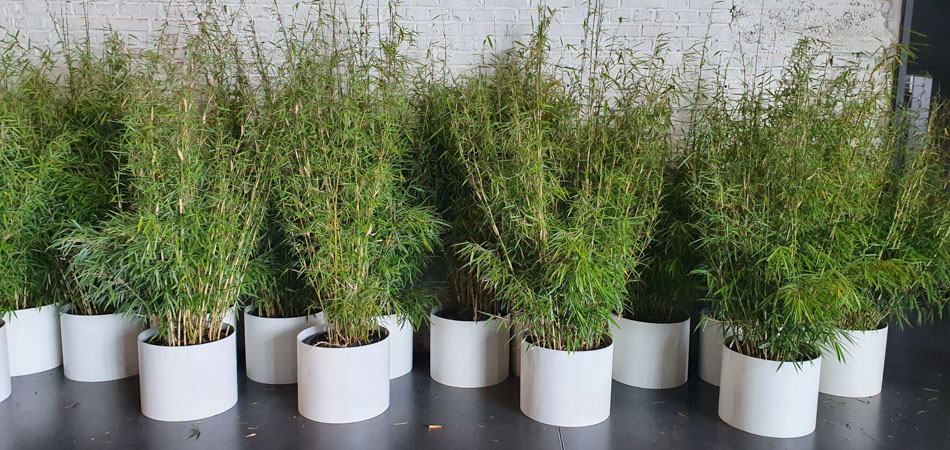 Event-Begrünung in Köln