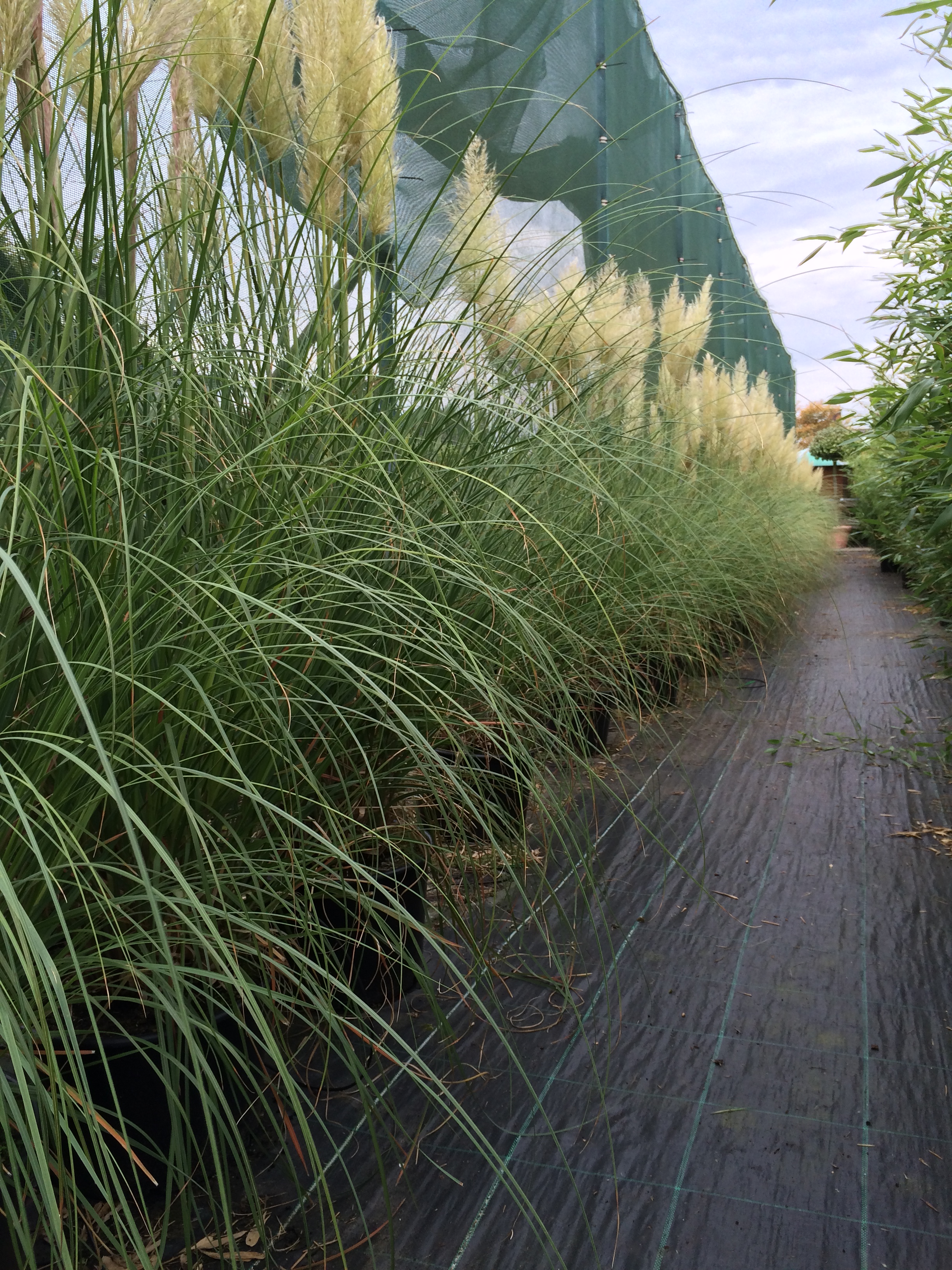 Pampasgras für Events und Veranstaltungen bei Systemgruen