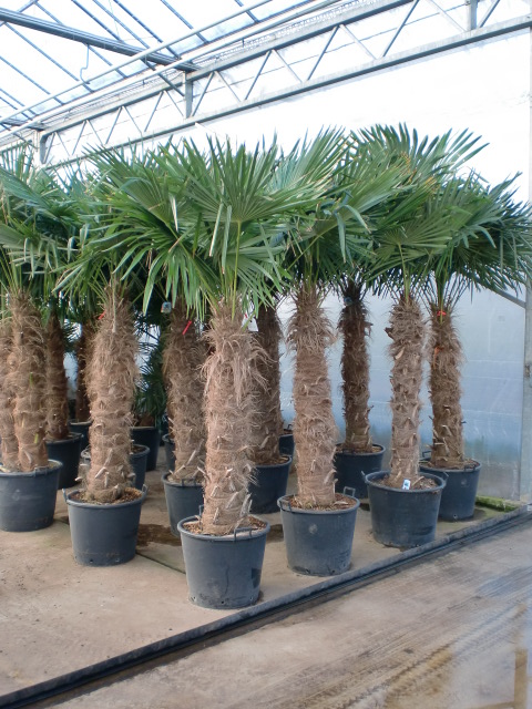 Trachycarpus-Palmen für Events im Gewächshaus bei Systemgruen