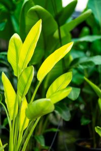 Pflanze für Eventbegrünung im Gewächshaus von Systemgrün