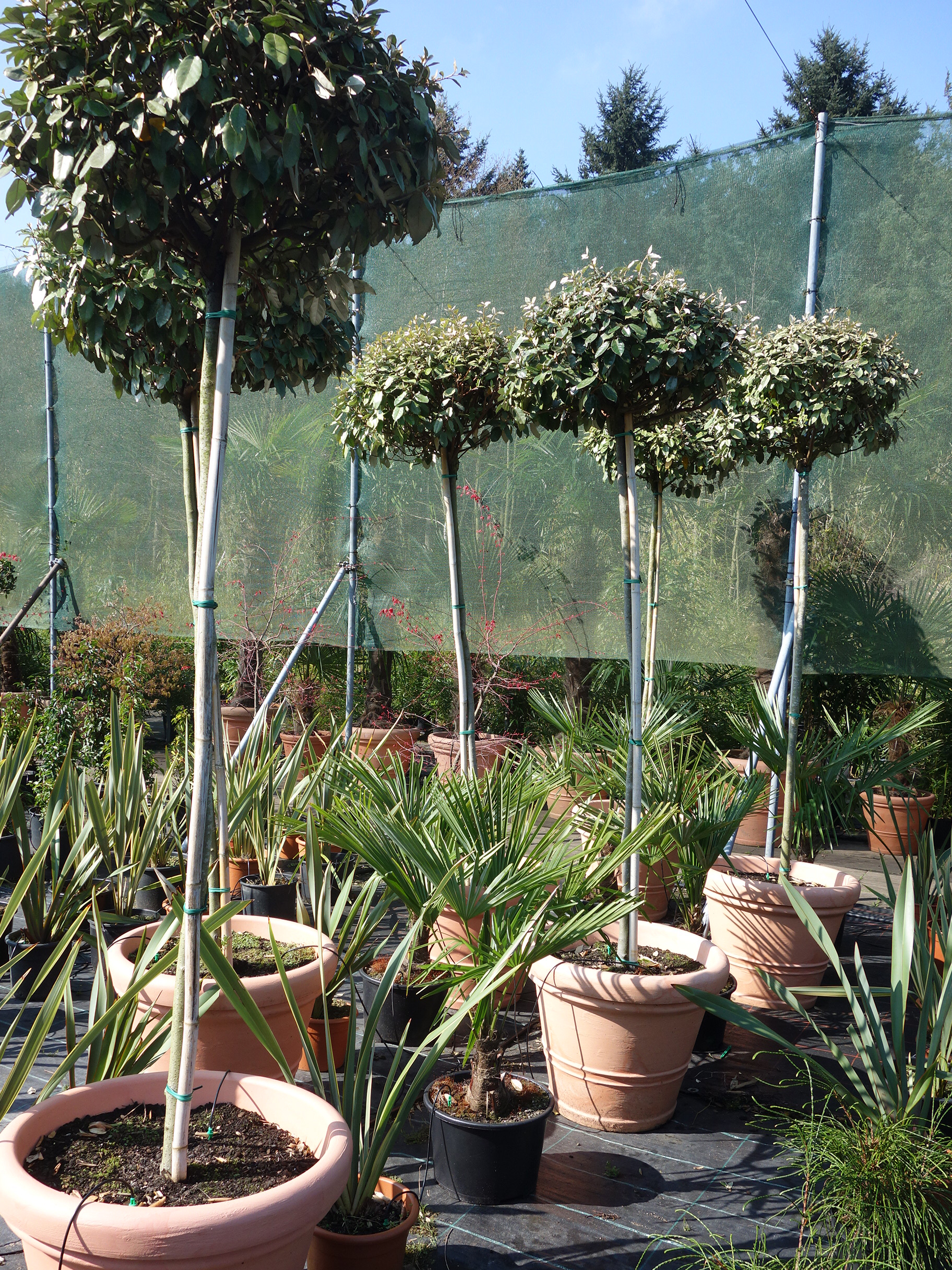 Ölweiden für Events im Betrieb von Systemgrün