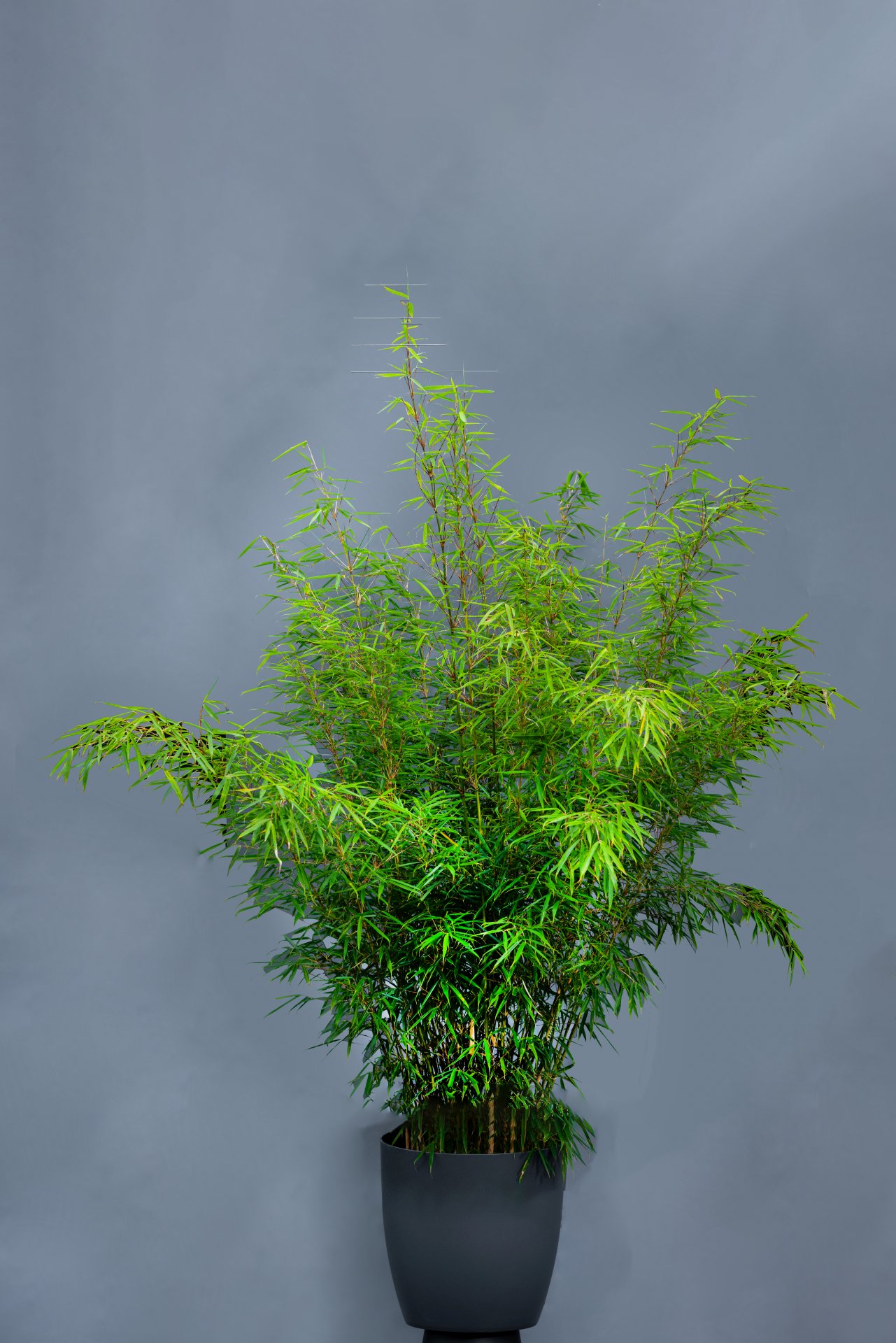 Bambus, Höhe ca. 200 cm