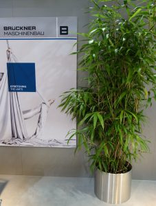 Breitblättriger Bambus für eine Veranstaltung in Düsseldorf