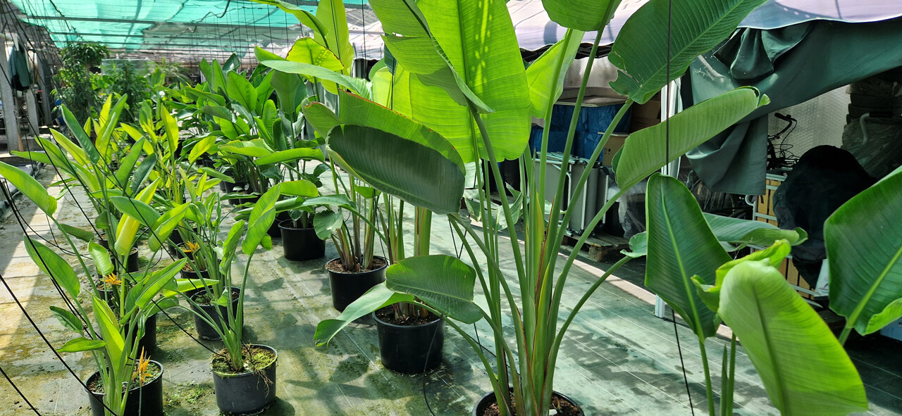 Strilizien zur Veranstaltungsbegrünung im Gewächshaus von Systemgrün