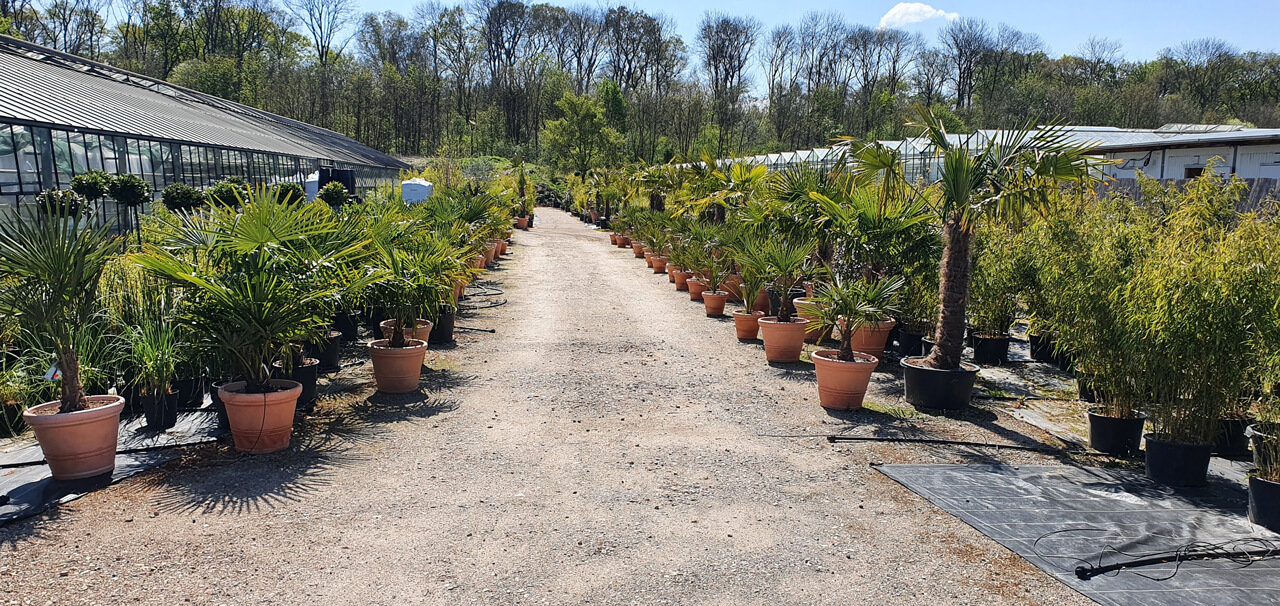 Bestand an Pflanzen zur Eventbegrünung bei Systemgün