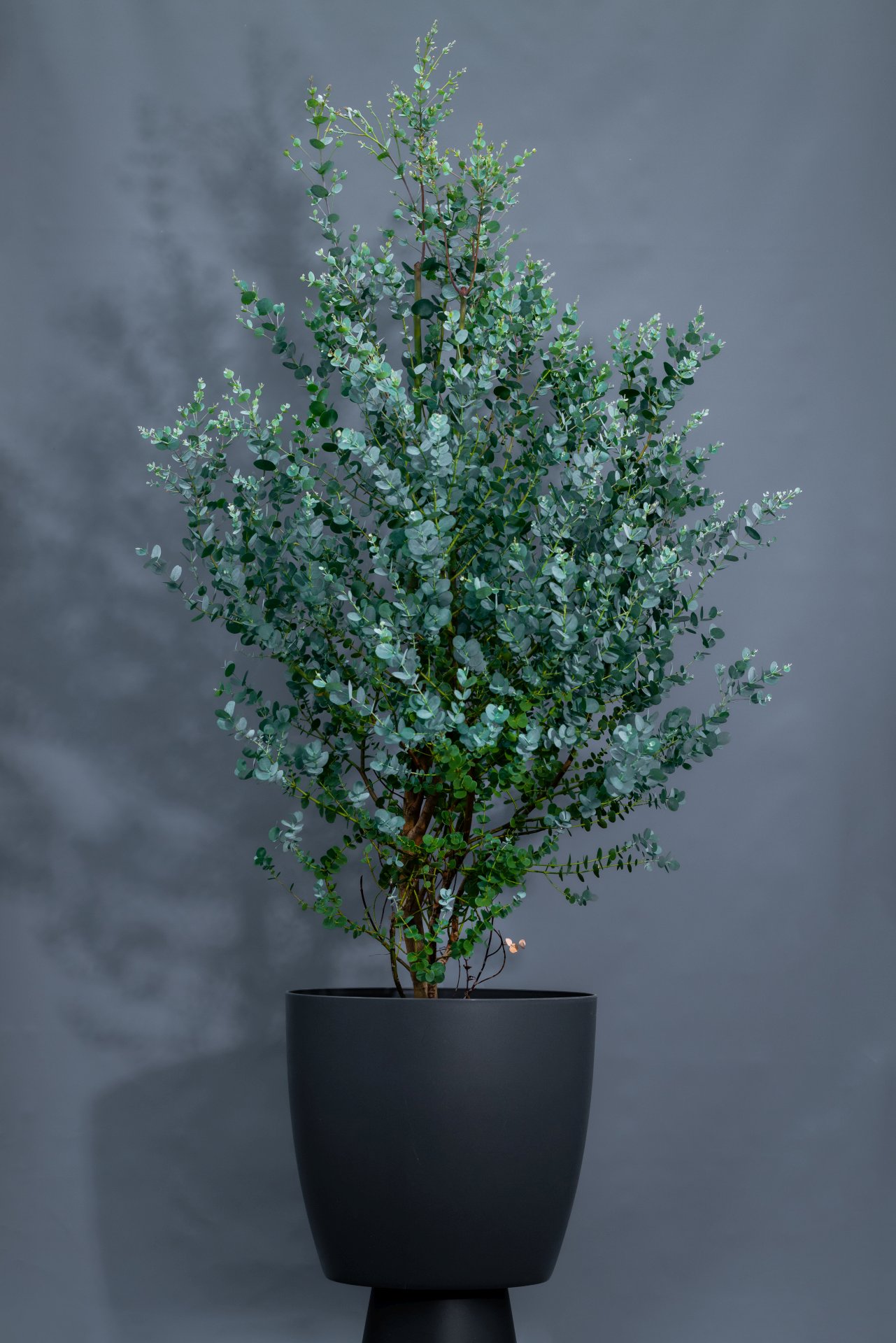 Eucaliptus, Höhe ca. 180 cm