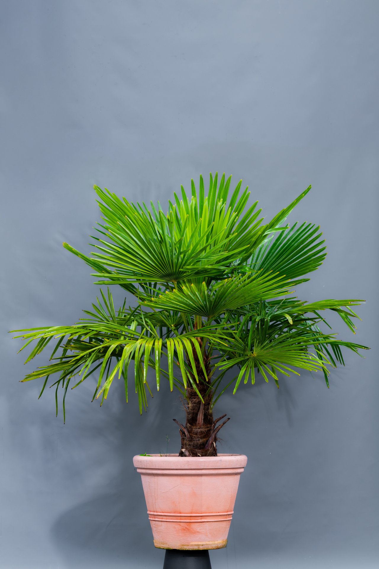 Fächerpalme, Trachycarpos Höhe 160 cm