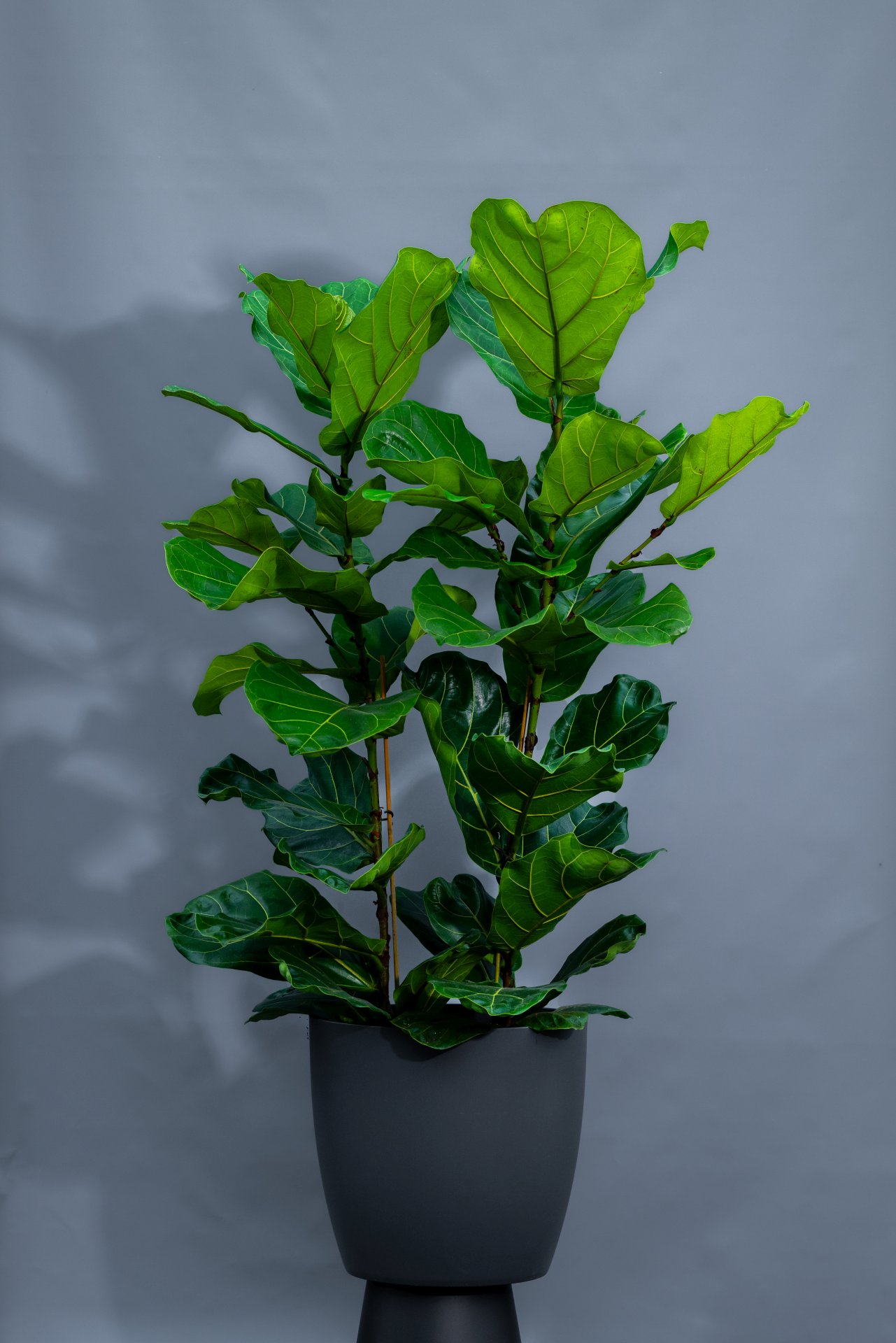 Ficus lyrata Höhe ca. 170 cm