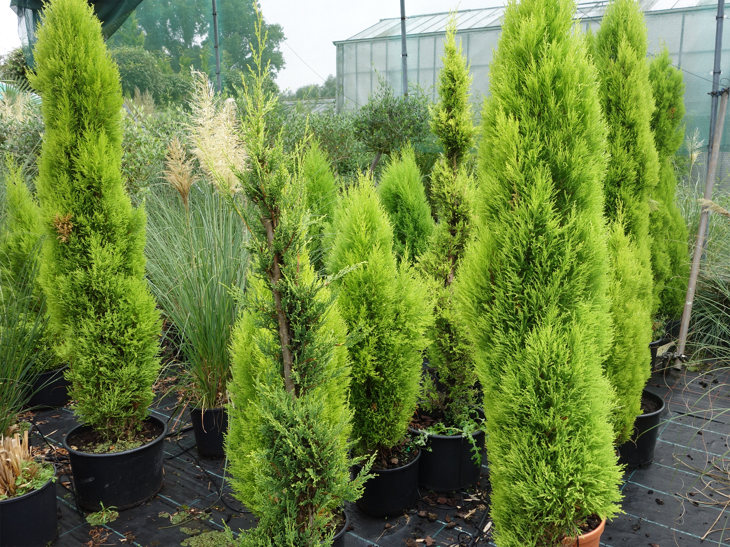 Zitronenzypressen für Veranstaltungen im Gewächshaus bei Systemgrün