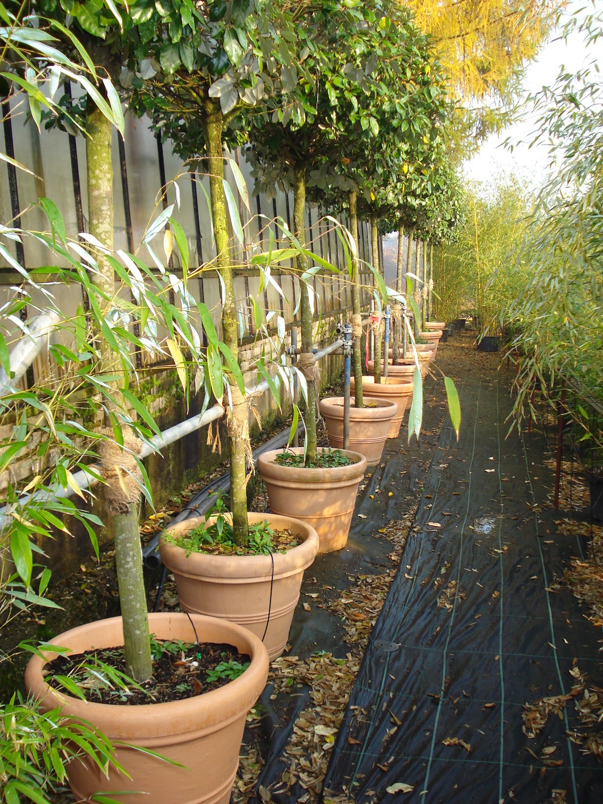 Ölweide für Events und Veranstaltungen