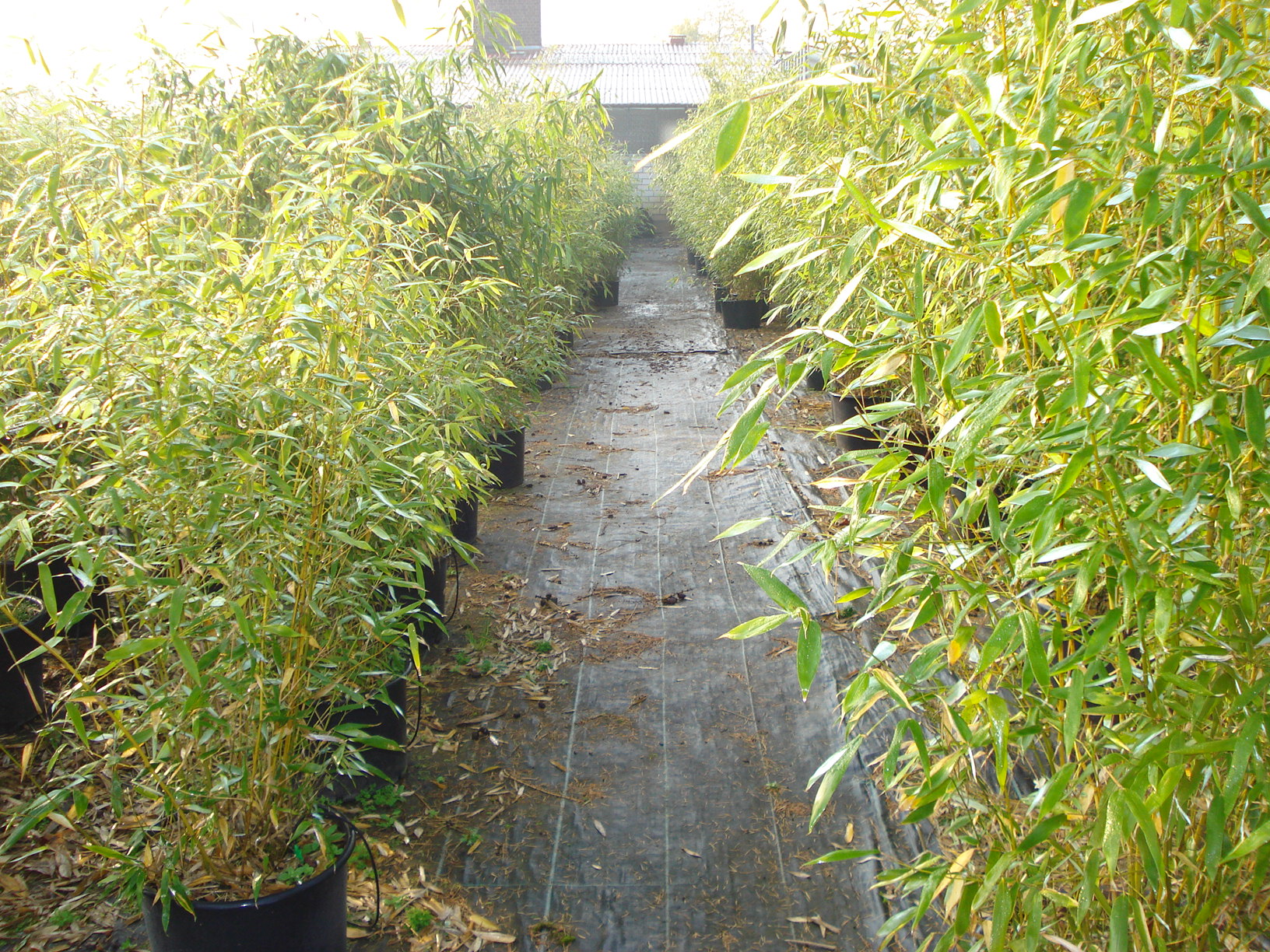 Bambus für Events und Veranstaltungen im Betrieb von Systemgrün