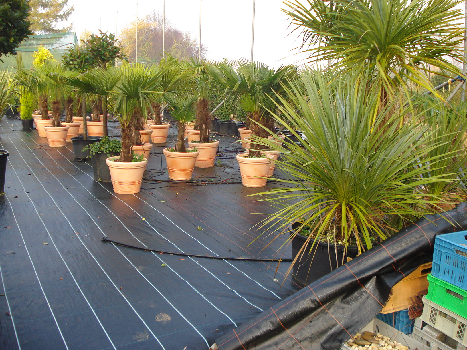 Palmen für Events und Veranstaltungen im Betrieb von Systemgrün