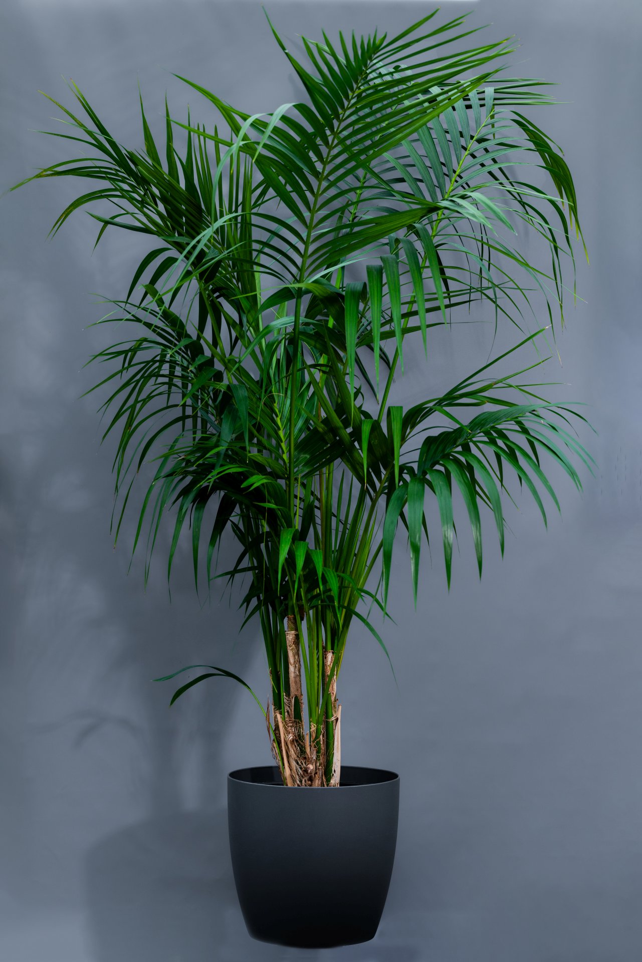 Kentia Palme Höhe ca. 180 cm