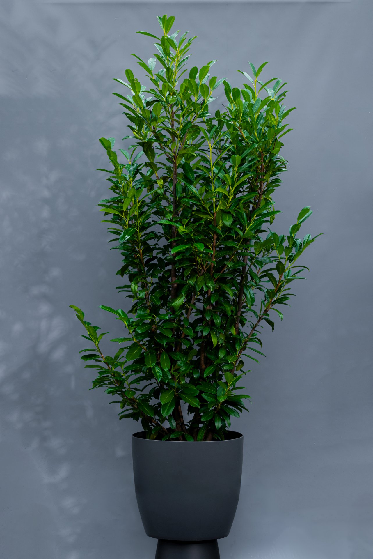 Kirschlorbeer, Höhe ca. 180 / 200 cm