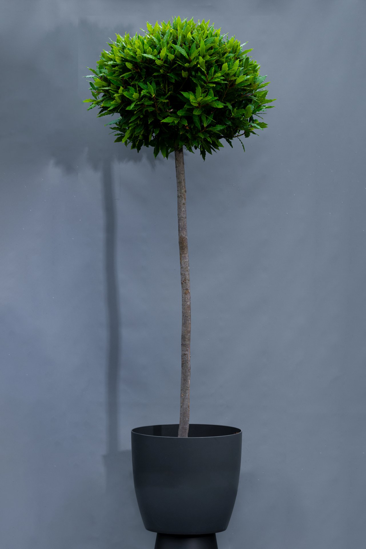 Lorbeerkugel, Höhe ca. 200 cm,