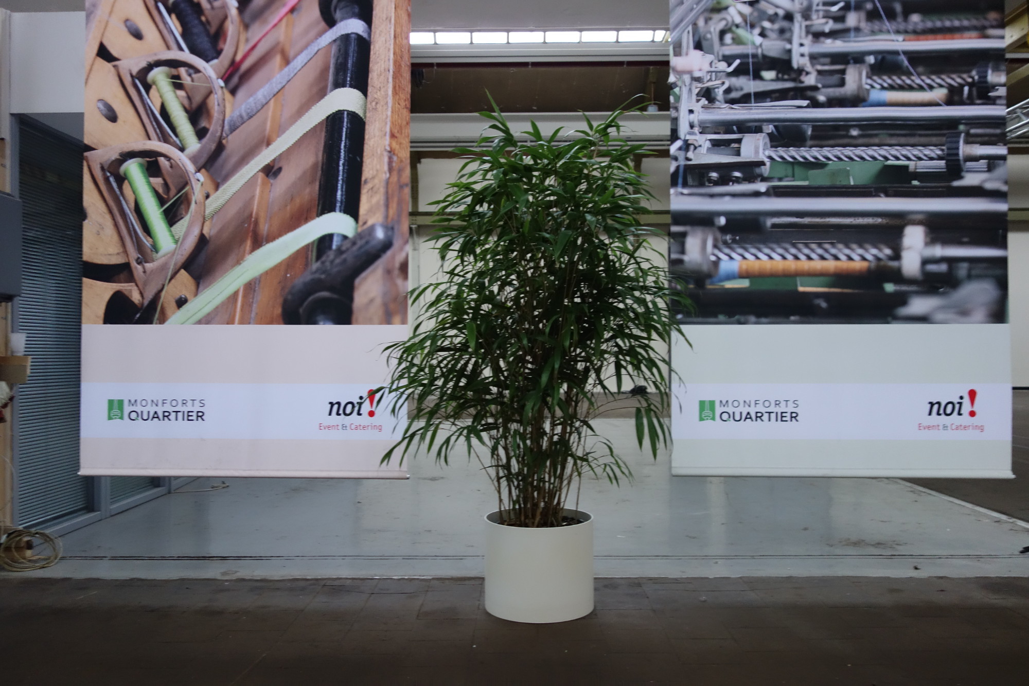 Einzelner Bambus auf Veranstaltung in Düsseldorf