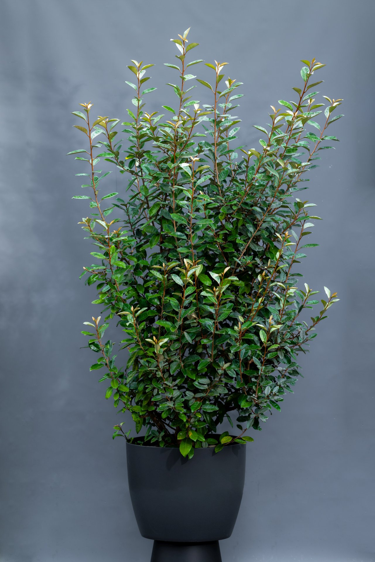 Ölweide Eleagnus, Höhe ca. 150 cm