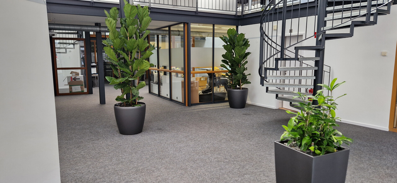 Pflanzen mieten Düsseldorf