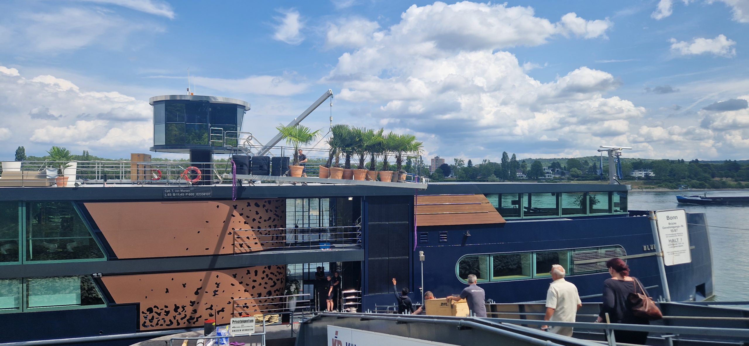 Eventbegrünung mit Palmen, Köln