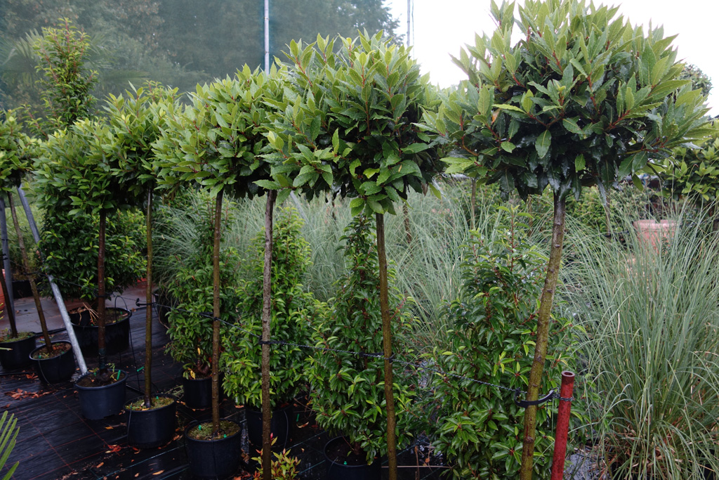 Eventpflanzen bei Systemgrün Lorbeer